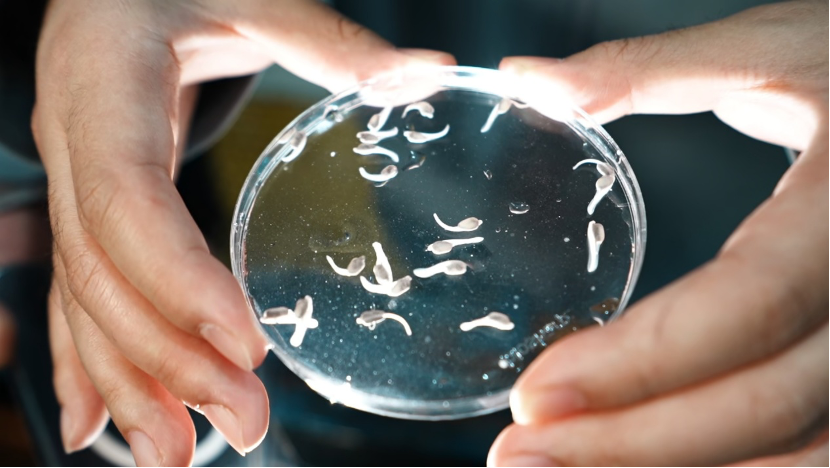 Major breakthrough: CTG successfully breeds third-generation Chinese sturgeon artificially